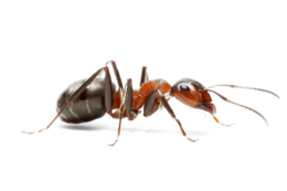 insects & Ants free transparent png image.