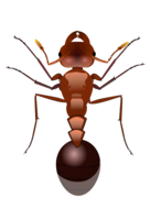 insects & ants free transparent png image.