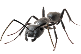 insects & Ants free transparent png image.