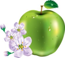 fruits & Apple free transparent png image.