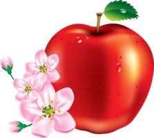 fruits & apple free transparent png image.