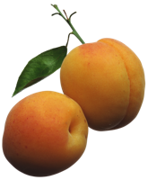 fruitsfruits & apricot free transparent png image.