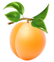 fruitsfruits & apricot free transparent png image.