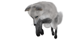 animals & arctic fox free transparent png image.