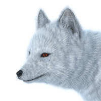 animals & arctic fox free transparent png image.