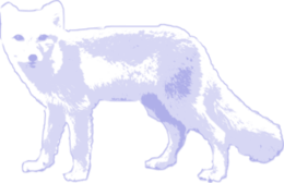 animals & Arctic fox free transparent png image.