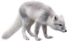 animals & Arctic fox free transparent png image.