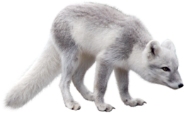 animals & arctic fox free transparent png image.