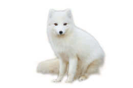 animals & Arctic fox free transparent png image.