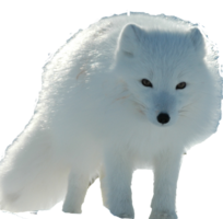 animals & Arctic fox free transparent png image.
