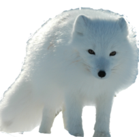 animals & arctic fox free transparent png image.