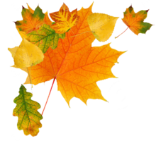 nature & Autumn leaves free transparent png image.