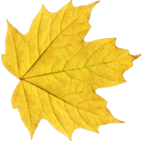 nature & Autumn leaves free transparent png image.