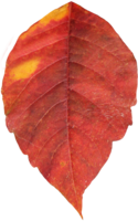 nature & autumn leaves free transparent png image.