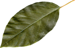 nature & autumn leaves free transparent png image.