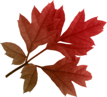 nature & autumn leaves free transparent png image.