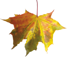 nature & autumn leaves free transparent png image.