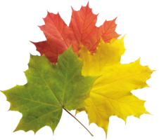 nature & Autumn leaves free transparent png image.