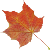 nature & Autumn leaves free transparent png image.