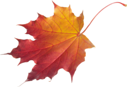 nature & Autumn leaves free transparent png image.