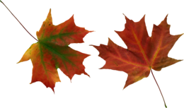 nature & autumn leaves free transparent png image.