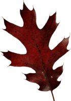 nature & Autumn leaves free transparent png image.