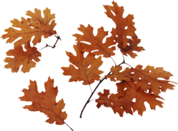 nature & Autumn leaves free transparent png image.