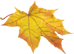 Autumn leaves&nature png image