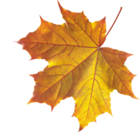 nature & Autumn leaves free transparent png image.