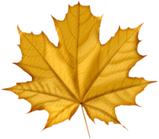 nature & Autumn leaves free transparent png image.