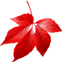 nature & Autumn leaves free transparent png image.