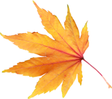 nature & autumn leaves free transparent png image.