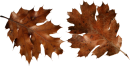 nature & autumn leaves free transparent png image.