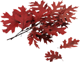 nature & autumn leaves free transparent png image.