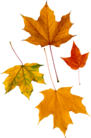 nature & Autumn leaves free transparent png image.