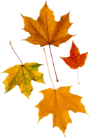 nature & autumn leaves free transparent png image.