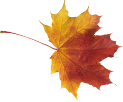 nature & Autumn leaves free transparent png image.