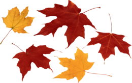 nature & autumn leaves free transparent png image.