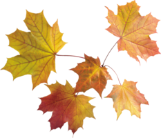 nature & autumn leaves free transparent png image.