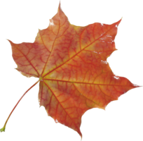 nature & Autumn leaves free transparent png image.