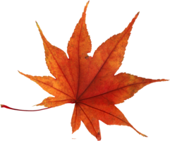 nature & autumn leaves free transparent png image.