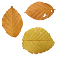 nature & Autumn leaves free transparent png image.