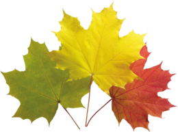 nature & Autumn leaves free transparent png image.