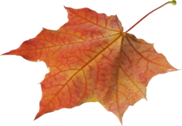 nature & Autumn leaves free transparent png image.