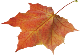 nature & autumn leaves free transparent png image.