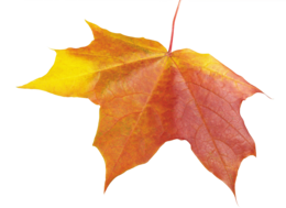 nature & Autumn leaves free transparent png image.