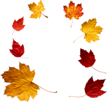 nature & autumn leaves free transparent png image.