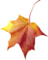 nature & autumn leaves free transparent png image.