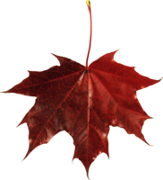 nature & Autumn leaves free transparent png image.