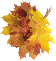 nature & Autumn leaves free transparent png image.